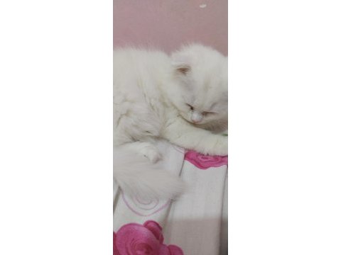 2 aylık beyaz scottish kedi satılık