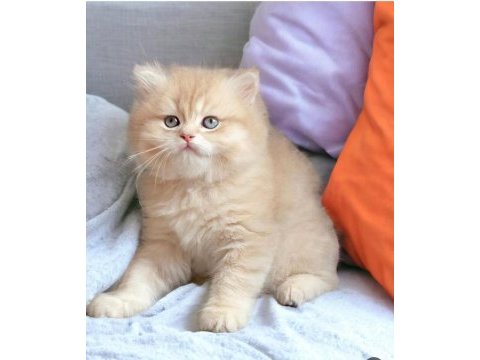 British longhair ve shorthair dünya tatlısı yavrular