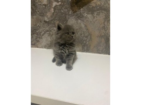 British shorthair ve longhair 2 aylık yavrular
