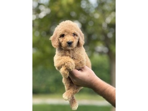 Labradoodle goldendoodle yavrular