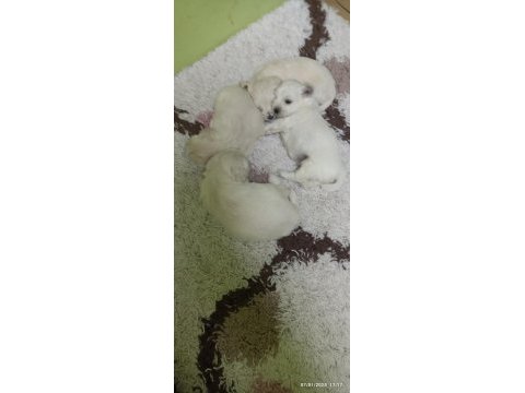 Maltese terrier yavrular