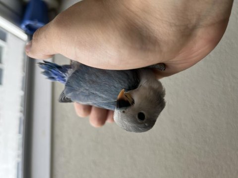 32 günlük mavi sevda papağanı