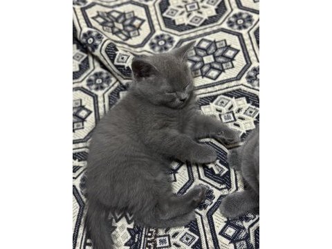 British shorthair (kayseri)