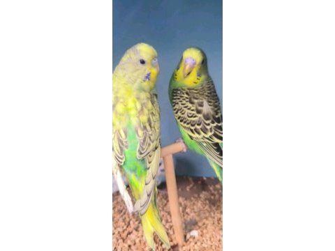Muhabbet kuşu güzel ve ele alışkın