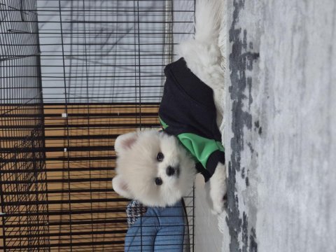 Show kalite pomeranian boo erkek yavru