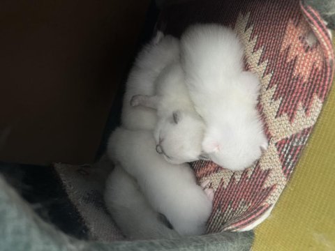 15-20 günlük scottish fold