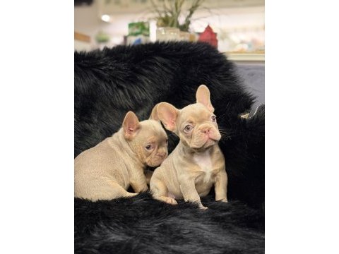 Yurtdışı kalitesi egzotik french bulldog
