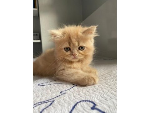 Fıstıklı iran kedisi lokumlar