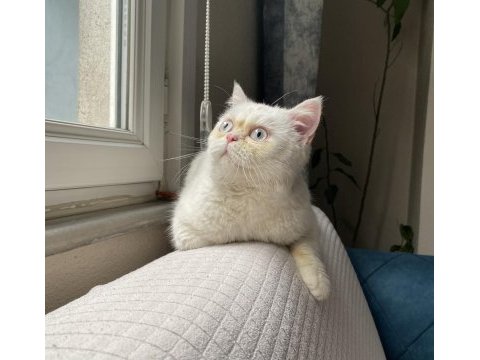 Erkek british shorthair - persian kedimiz