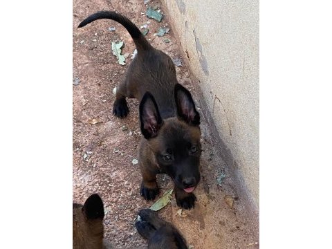 Teslime hazır malinois bebekler