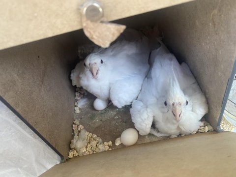 Yumurtalı albino takım sultan papağanı