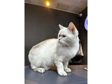 İki yaşında dişi british blue point