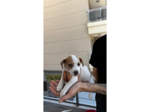 Orjinal jack russell yavrular 2 dişi 2 erkek