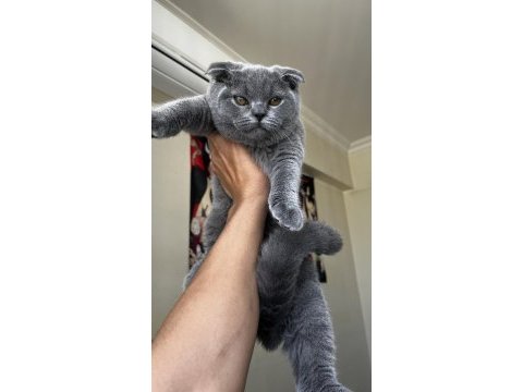 4 aylık british shorthair kırık kulak dişi