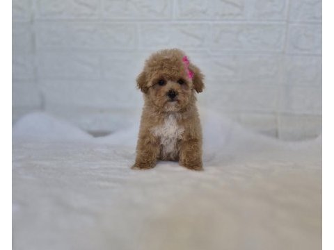 Maltipoo yavrularımız 