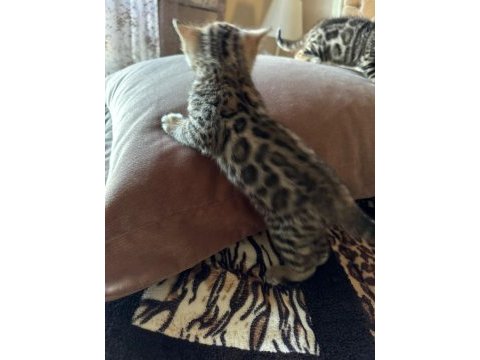 Küçük bengal kedisi kaplanlar