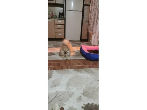 Pomeranian