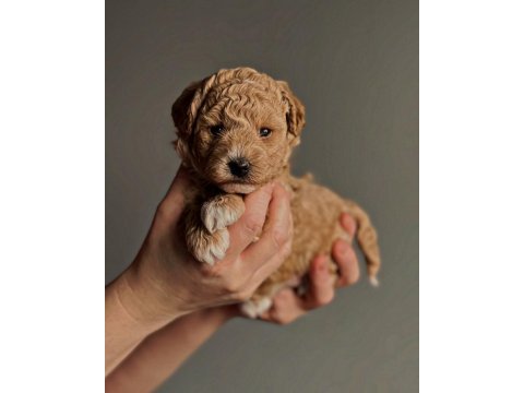 Asılı pasaportlu mikroçipli maltipoo  yavrularımız 