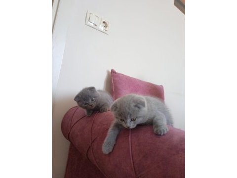 Güzeller güzeli dişi ve erkek scottish fold yavrularım
