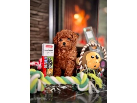 Poodle çiftliğinden mükemmel poodle yavrularımız
