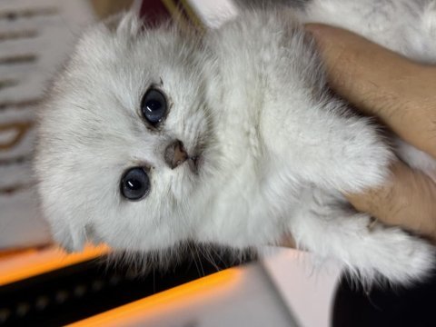 Safkan oyuncu scottish fold bebekler yuvalarını bekliyor