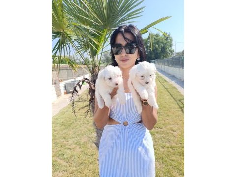 Terrier maltese yavrular