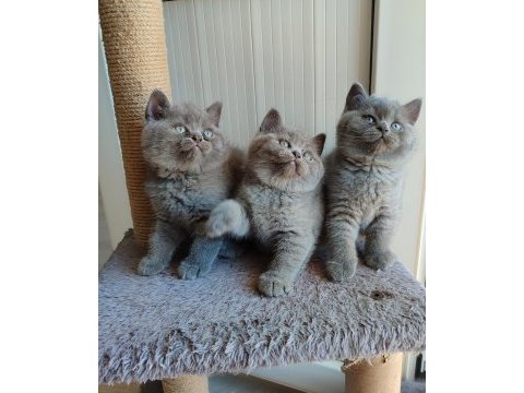 Peluş tüylü british shorthair yavrularımız