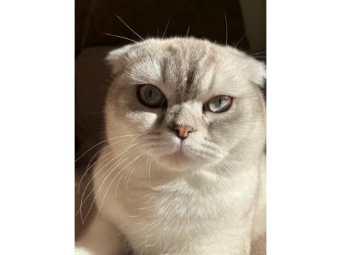 Acil satılık scottish fold