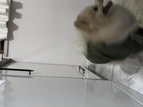Pomeranian 4 aylık