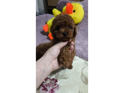 Toy poodle kore kan yavrular