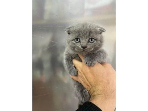 Erkek scottish fold yavru