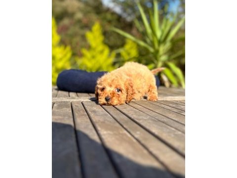 Mini maltipoo yavrularımız
