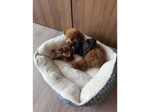 Toy poodle yavrularımız