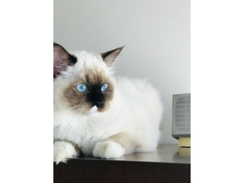 Şecereli anne ve babadan safkan ragdoll dişi yavrum
