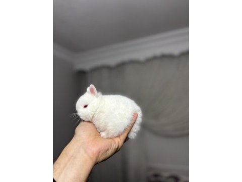 Safkan hollanda lop mini lop ve cüce tavşanlar