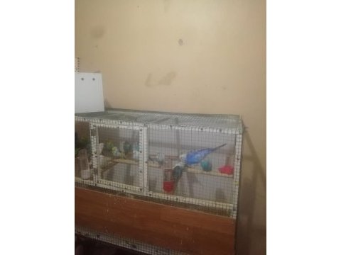 Damızlık muhabbet kuşu takımlar