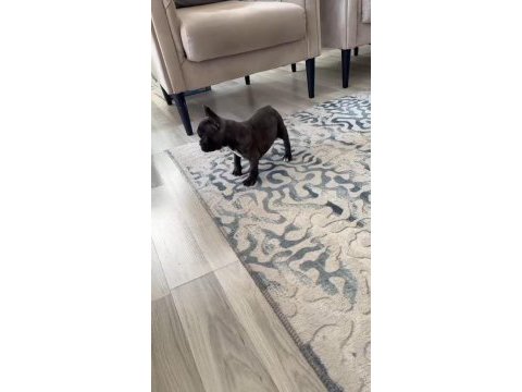 French bulldog köpeğimiz için ulaşınız