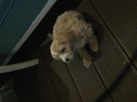 6 haftalık maltipoo