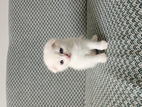 Safkan british longhair yavrular