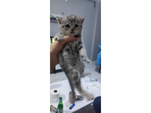 Yeni doğan scottish fold bebekler