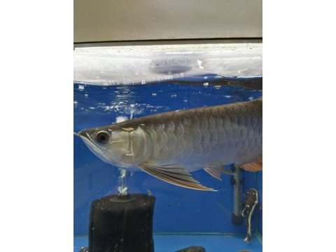 Golden redtail arowana 35-40 cm