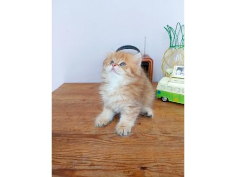 Efsane saf kan golden longhair dişi erkek bebeklerim