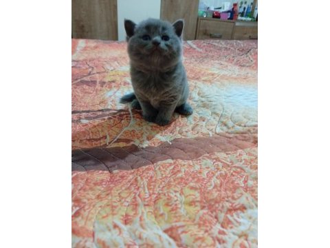 5 adet yavru british shorthair