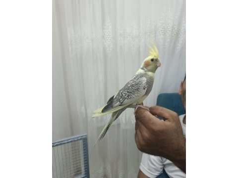 Sultan papağanı