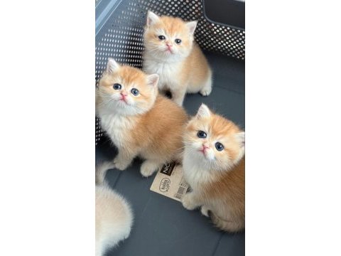 British shorthair golden full secereli ny12 baba cy12
