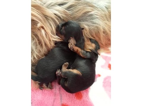 Orjinal 2 erkek yorkshire terrier
