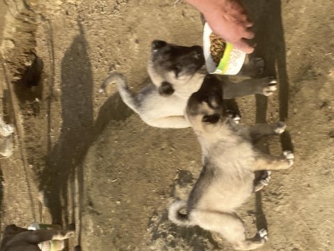 Dev kangal yavruları