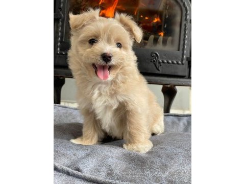 Eğitilebilir toy poodle yavruları ile evinize neşe katın