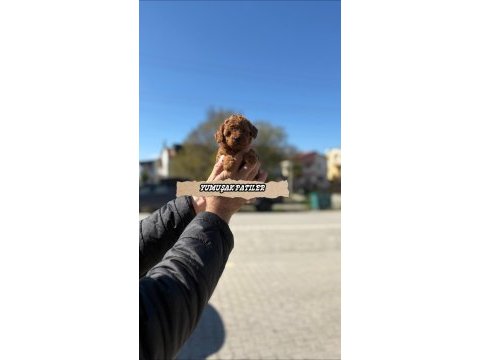 Orijinal toy poodle