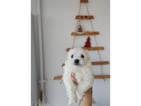 Aşılı maltese terrierler
